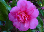 camellia in flower 1st January